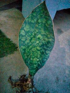 Assorted Sansevierias Offer