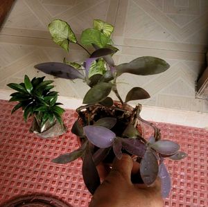 Set 3 Arrohead &amp; Pink Heart &amp; Syngonium Plants