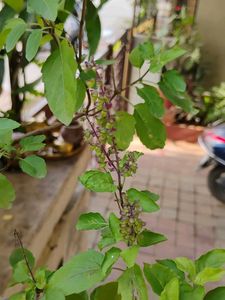 Tulsi Plant K Beej