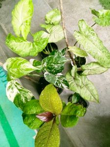 sets of plants offer