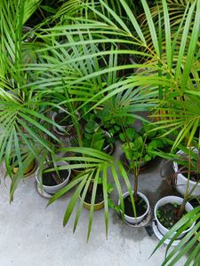 Combo Peace Lily Aloevera Lucky Bamboo Areca Palm