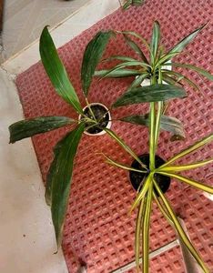 3 Set Beautiful Plants