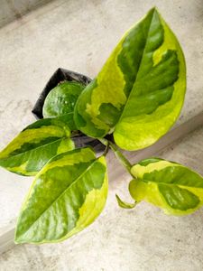 Air Purifying Pothos N Snygonuims Combo Offer.