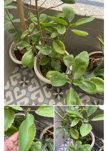 Alie Vera Plant  + Pattarchatta Saping