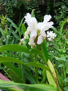 Dolon Chapa Flower Plant