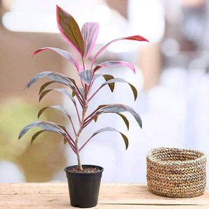 Cordyline Plant - Red Sister