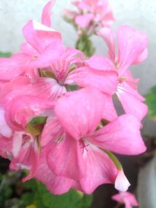Pink Geranium Plant