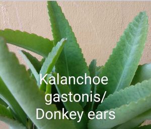 combo 6 plants @low price