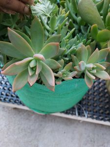 Succulent+ Free Turtle Vine