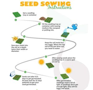 Salad Cabbage Hybrid Seeds पत्ता गोभी के बीज