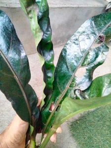 Rare Black Anthurium Glossy Leafs Cutting