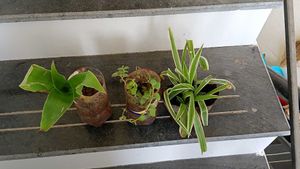 combo of two plants and one stem cutting