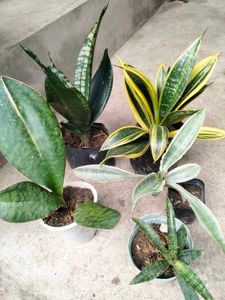 Sansevierias Air Purifying Plants