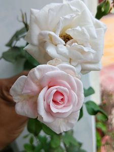 Pink Rose Plant