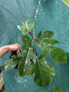 Philodendron Squamiferum Plant