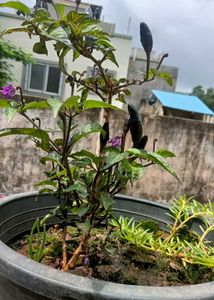 Black Pearl Pepper Plant