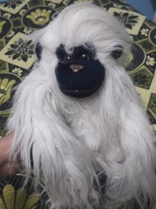 Monkey 🐒 Teddy
