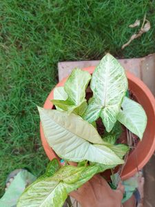 Plant - Syngonium.Green N White Variety