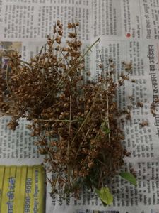 Tulsi Seeds For Plant