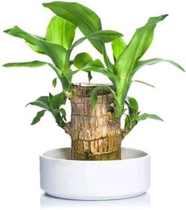 Indoor Brazilian Wood Bamboo Seed Pack Of 2