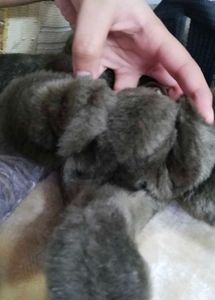 Premium Elephant Plush Backpack for kids