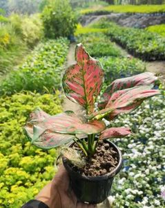 aglenoma, syngonium and zz plant  both plants