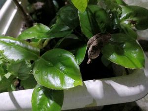 Velvet Apple Plant