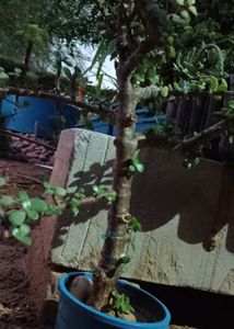 Jate Plants Bonsai