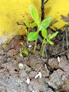 Jamun , Alovera Plant ☘️ Cute Potted 🌱