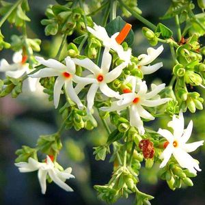 Parijatha Seeds