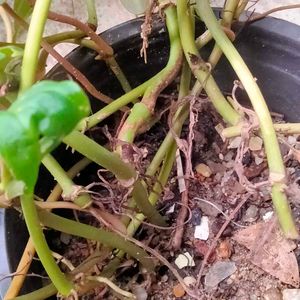 Boston Fern Plant