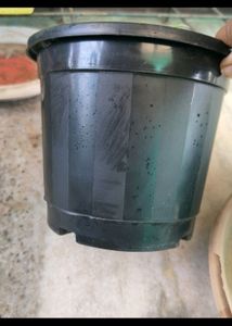 Plastic Pot 5.5 Inch