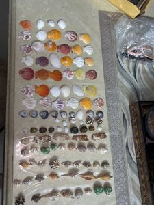 Seashell Collection
