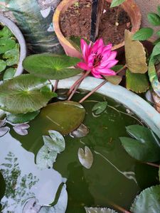 Pink Waterlily Plant