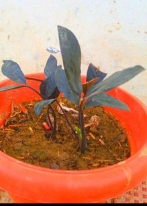 Combo PLANTS