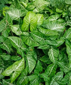 combo of 4 plant