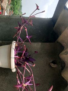 Tradescantia Pallida &#39;Purple Heart&#39; Plant