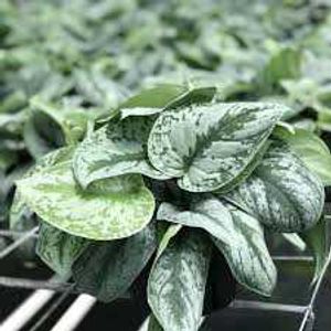 Plant Philodendron White Princess 3 Diff Varietie