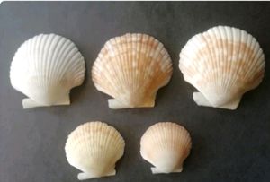 Seep (5 Pcs)