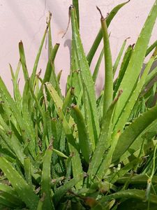 Aloe Vera Plant