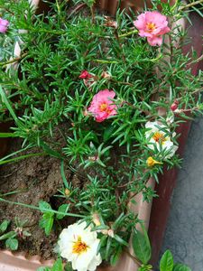Double Petals Portulaca