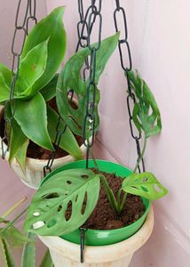 combo of Broken heart and Basket plant