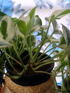 N' Joy Pothos