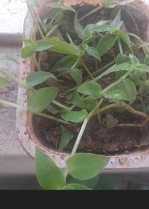 Real Rooted Turtle Vine Potted Plant