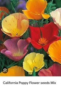 Dahlia And Californiam Poppy Mixed Seeds