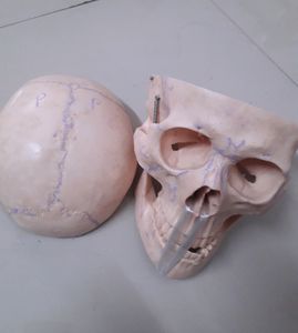 Human POP Skull (For Medical 1st Years)!!👍