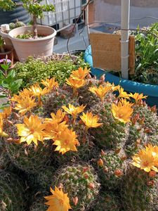 Mammlariya CACTUS Bulbs (Yellow Colour Bulbs   )