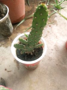 Price DropMega Combo 5 Type Semi Scullent Plant