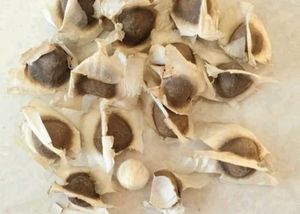 Vegetables Seeds @ ₹20