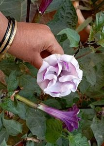 Sontakka plant With Black Dhatura